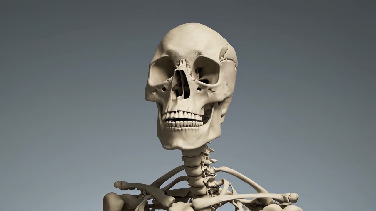The video showcases a detailed 3D animation of a human skeleton, highlighting anatomical features