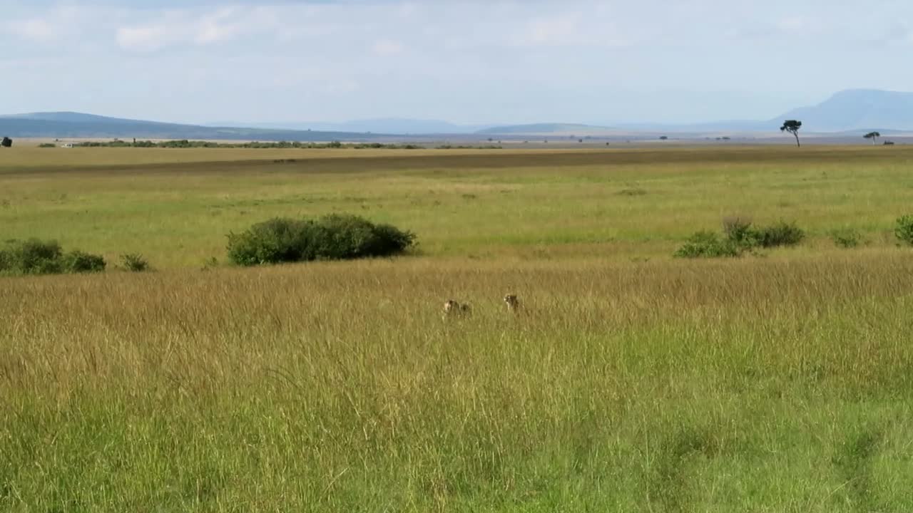 Two cheetahs searching for prey in the hot grasslands savannah