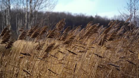 Reeds-waving-in-strong-wind-with-trees-in-the-background