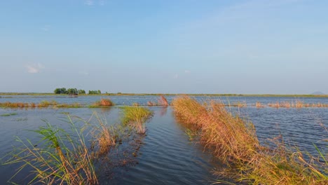 tranquil marsh landscape