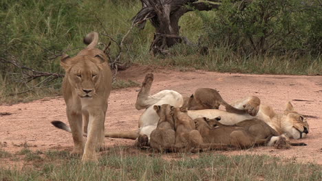 Lionesses-get-up-and-walk-away-while-the-cubs-are-still-nursing