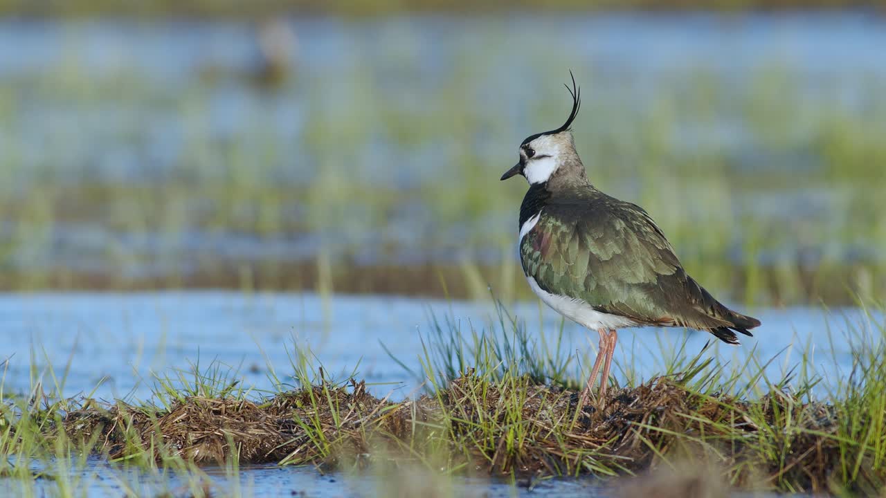 발 떨림 동작으로 지렁이와 함께 습지에서 먹이를 찾는 댕기물떼새