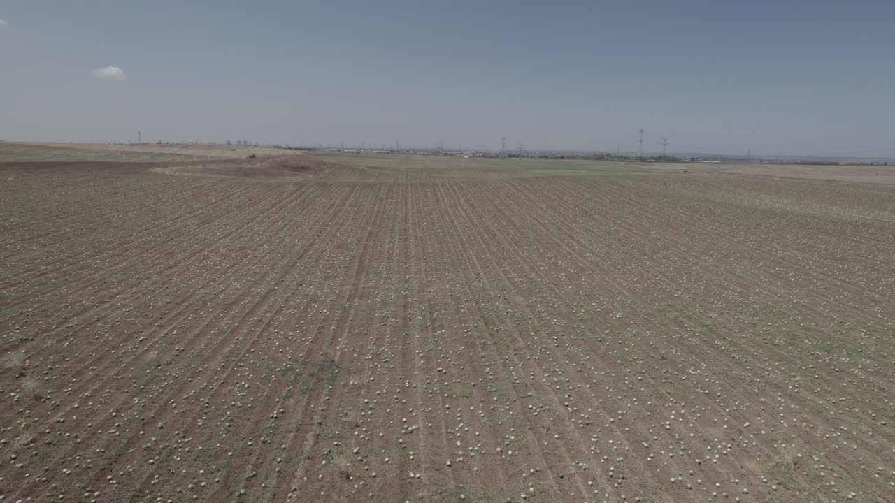 여름의 수확 시간: 수확할 준비가 된 거대한 익은 수박 에서, 높은 고도에서, 수박은 익은 정도에 따라 선택됩니다 - 원시 파일 d-log