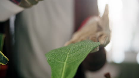 person watering a plant