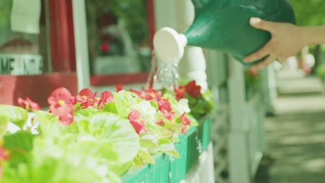 flower pots outside shop window being watered with watering can in the spring