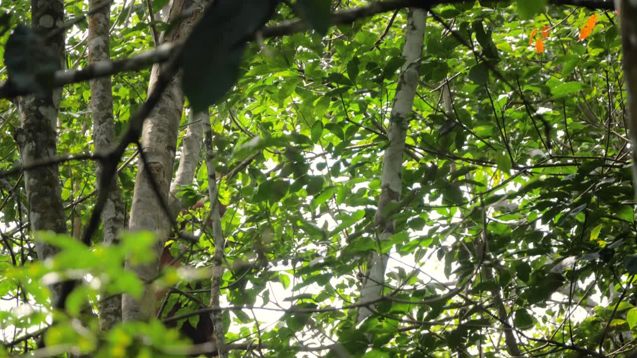 野生猩猩在印度尼西亞蘇馬特拉省布基特拉旺