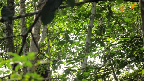 wild orangutan in bukit lawang, sumatra, indonesia