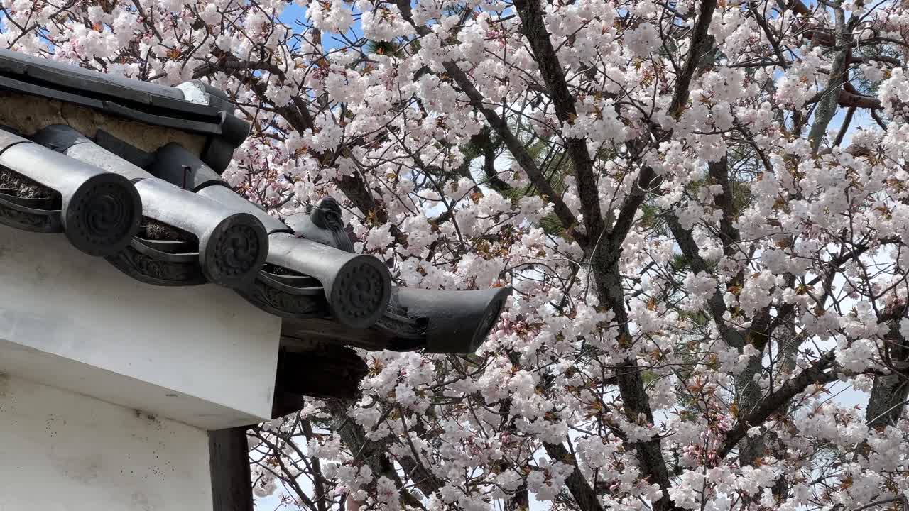 Japanese castle wall against cherry blossoms