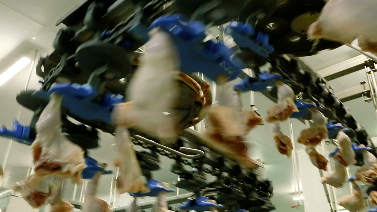 Poultry processing plant line. VINNITSA, UKRAINE SEPTEMBER 2017: Fresh and raw chicken meat on conveyor belt in factory