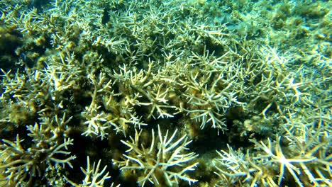 closed view underwater stony corals,black small fishes going in and out of the huge reefs on sumilon island cebu, philippines