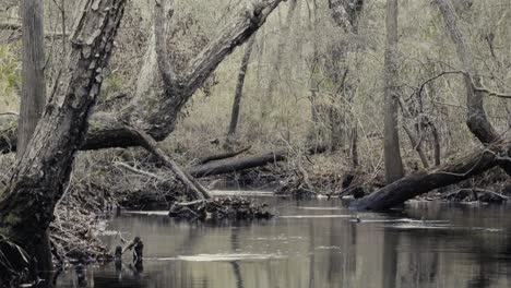 Creek-running-through-Bladen-Lake-State-Forest,-in-winter,-creating-a-mysterious,-eeries-feel-among-the-barren-trees-and-cold-water