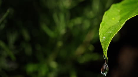 dewdrop on a green leaf