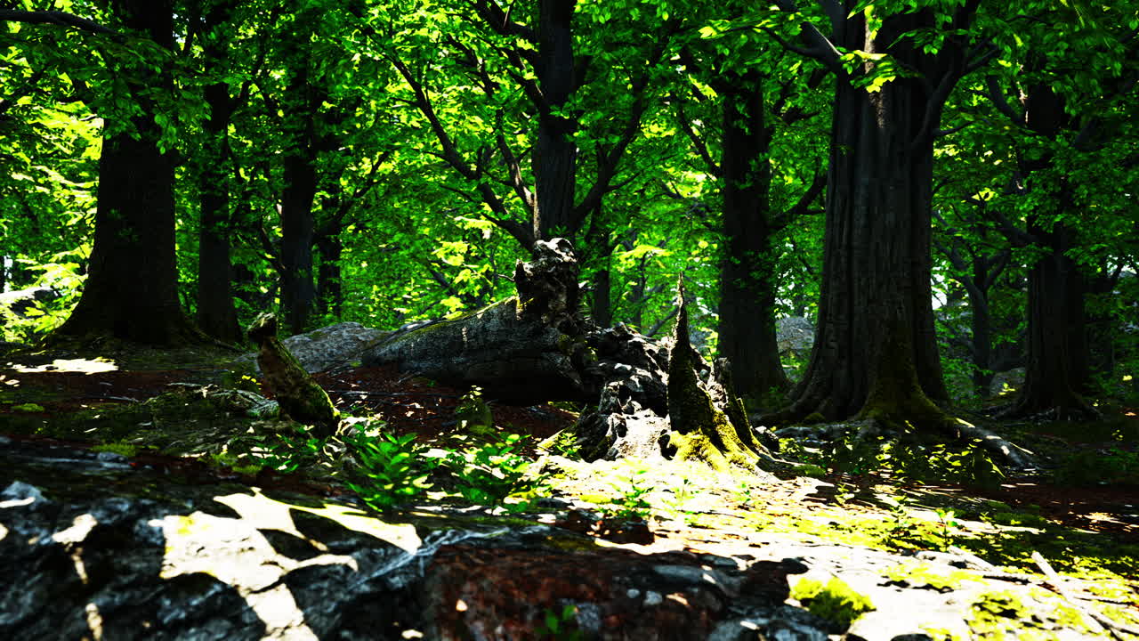 paisaje verde del bosque con el sol proyectando hermosos rayos a través del follaje