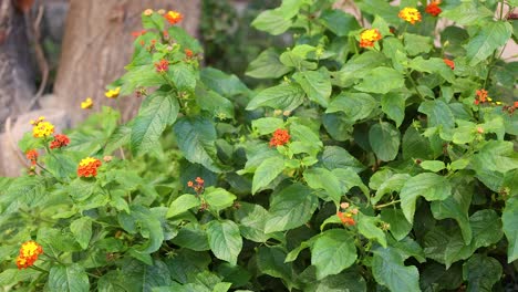 colorful flowers in lush green foliage