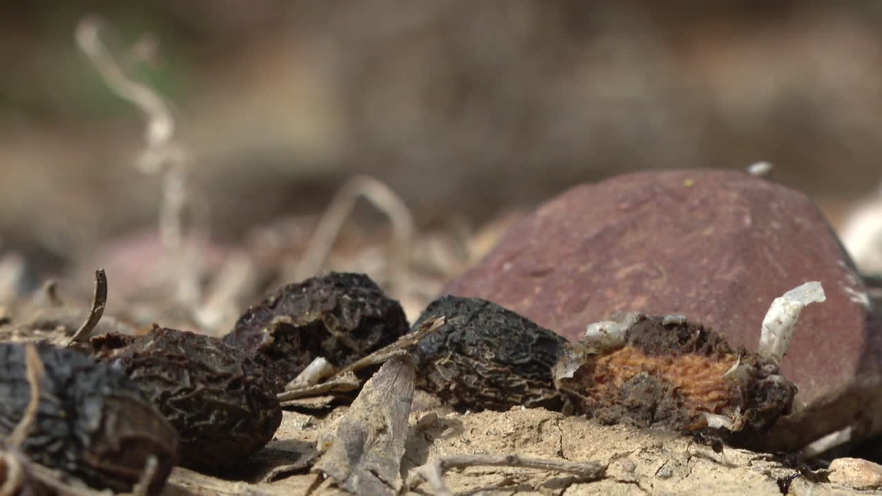 Dried Fruit and Rocks on the Forest Floor
