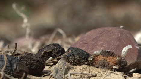 dried fruit and rocks on the forest floor