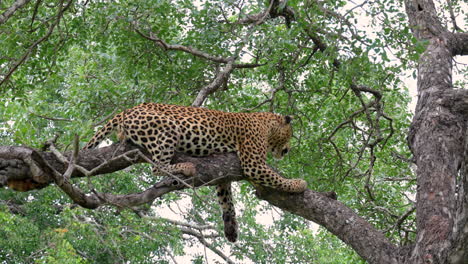 el leopardo yace y descansa en la rama de un árbol durante el día en la reserva privada de sabi sands, sudáfrica