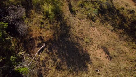 Alarmed-Eland-Antelope-Escaping-In-Wild-African-Savanna-Bush,-Aerial