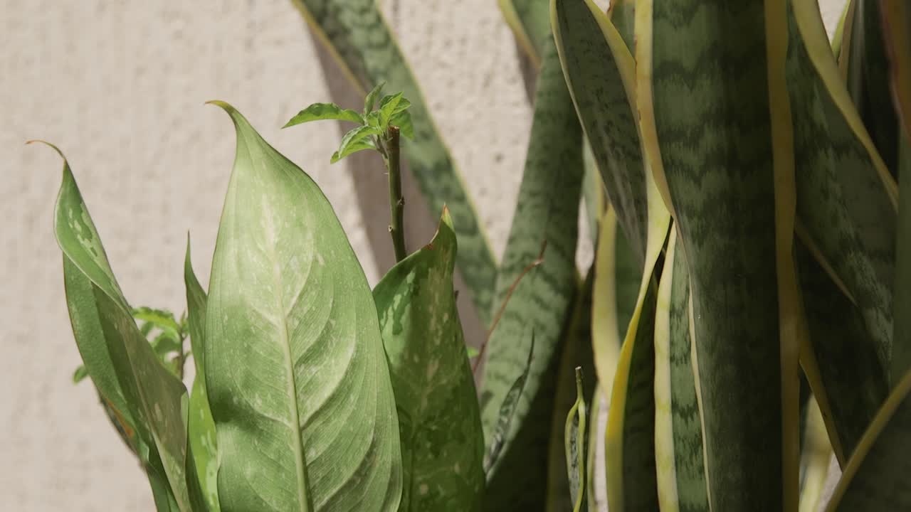 plantas en el viento en un patio trasero durante un día soleado