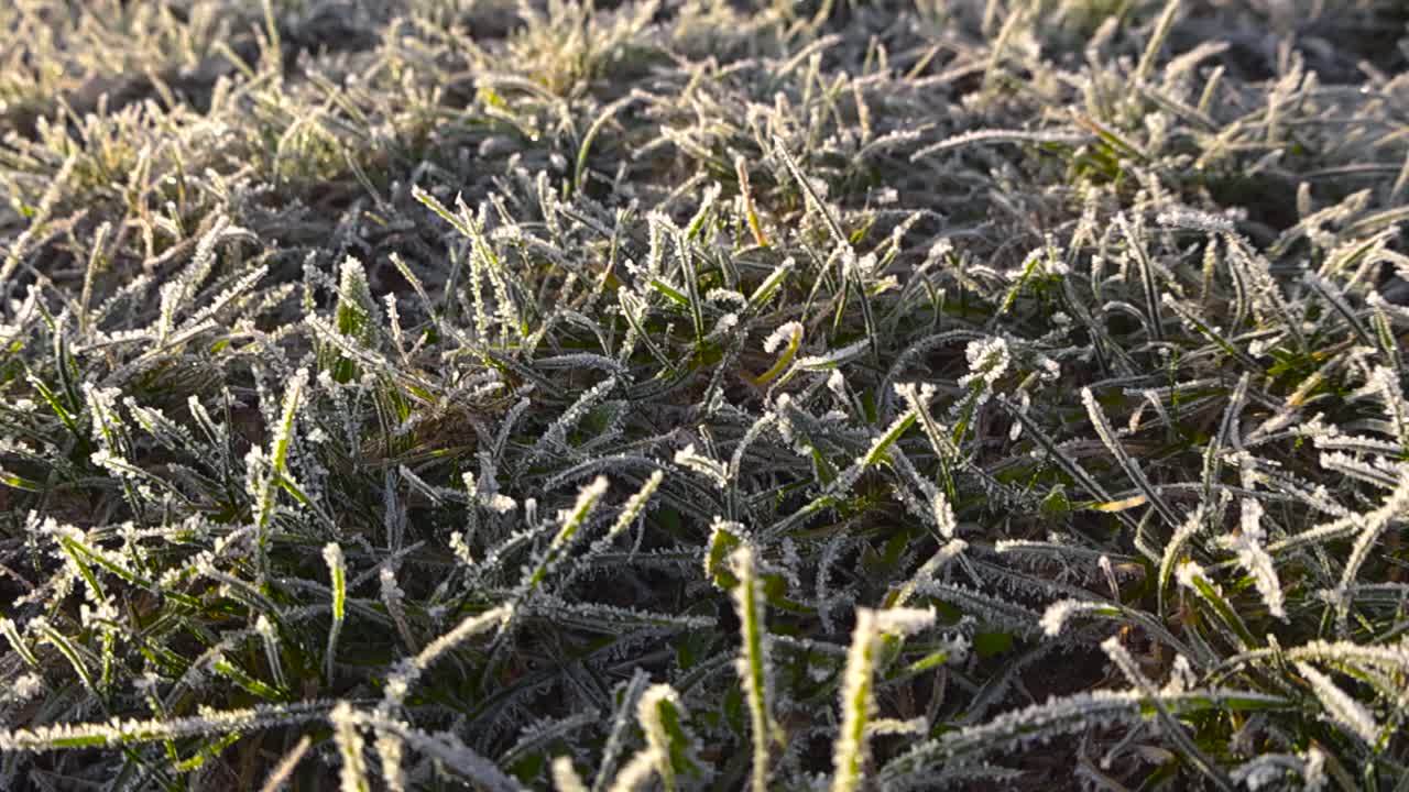 Snow and morning frost or ice crystals covering green grass during a sunny day while video footage glides over it. the hoar forst is spiky and gorgeous