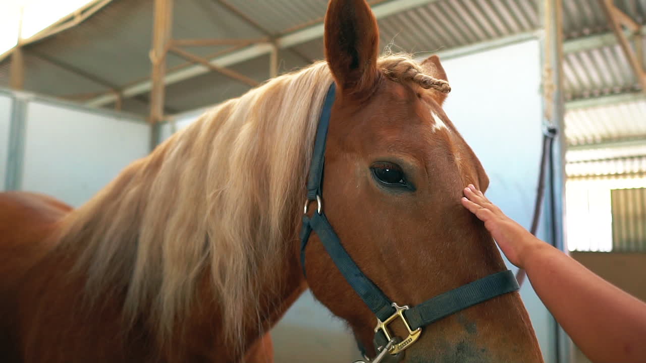 Main douce caressant un cheval docile se tenant calmement dans une écurie - au ralenti.