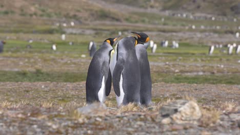 Tres-Pingüinos-Rey-De-Pie-En-Grupo-En-El-Paisaje-De-La-Isla-De-Georgia-Del-Sur,-Animales-En-Su-Hábitat-Natural