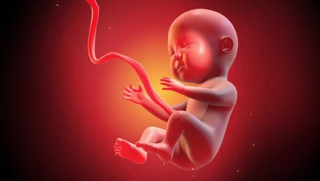 feto humano en 3d, animación en cg, durmiendo y soñando.