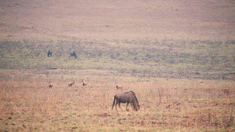 ñus-Pastando-En-Sabana,-Antílopes-Blesbuck-En-Segundo-Plano