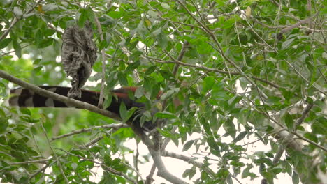 cuco de ardilla colorido moviéndose a través de ramas de árboles, en un bosque tropical, en un día ventoso