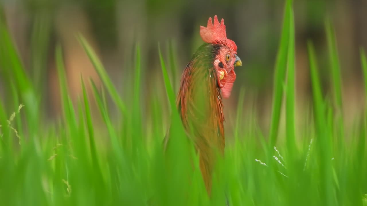 hermosa gallina en el césped de arroz verde