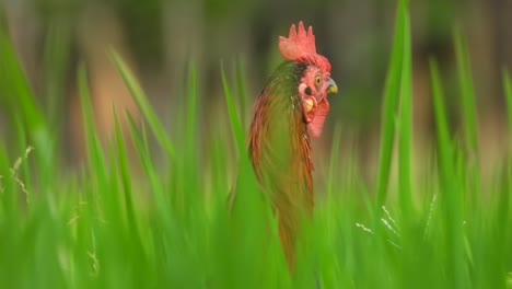 beautiful hen in green rice grass