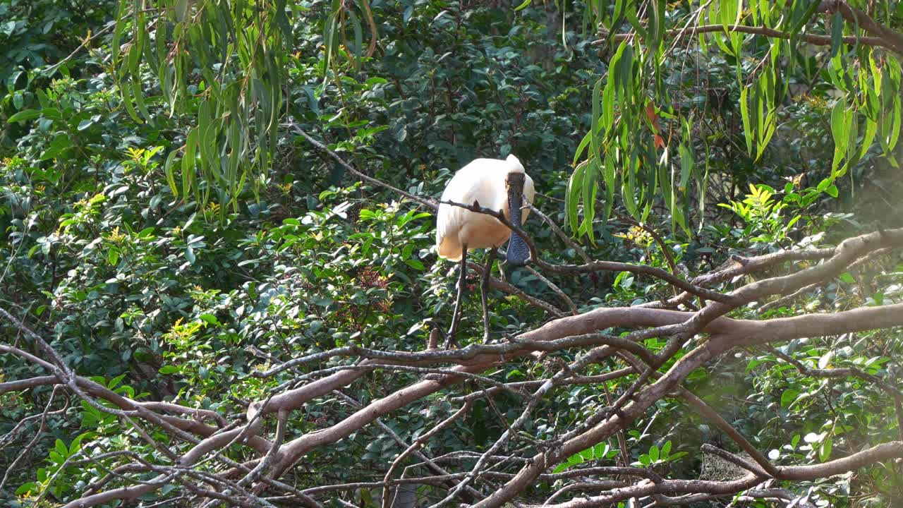 Close up shot of a wild Black-billed Spoonbill (Platalea regia) perched on a tree branch, surrounded by green leaves and branches