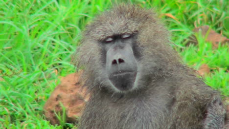 A-baboon-falls-asleep-while-being-groomed