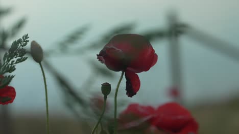 Cámara-Lenta-Primer-Plano-De-Flor-Roja-Con-El-Océano-En-El-Fondo