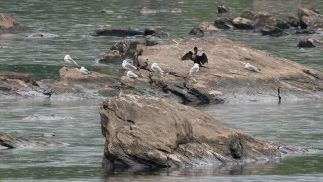 a flock of seagulls sitting on some rocks in a river during a rainstorm