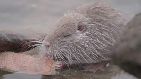 Primer-Plano-Bebé-Myocastor-Coypus-Comiendo-Pan-Cerca-De-La-Orilla-Del-Río,-Praga