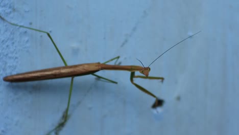 Die-Gottesanbeterin-Oder-Gottesanbeterin-Ist-Ein-Insekt,-Das-Zur-Ordnung-Mantodea-Gehört