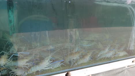 shrimp swimming in a commercial farming tank