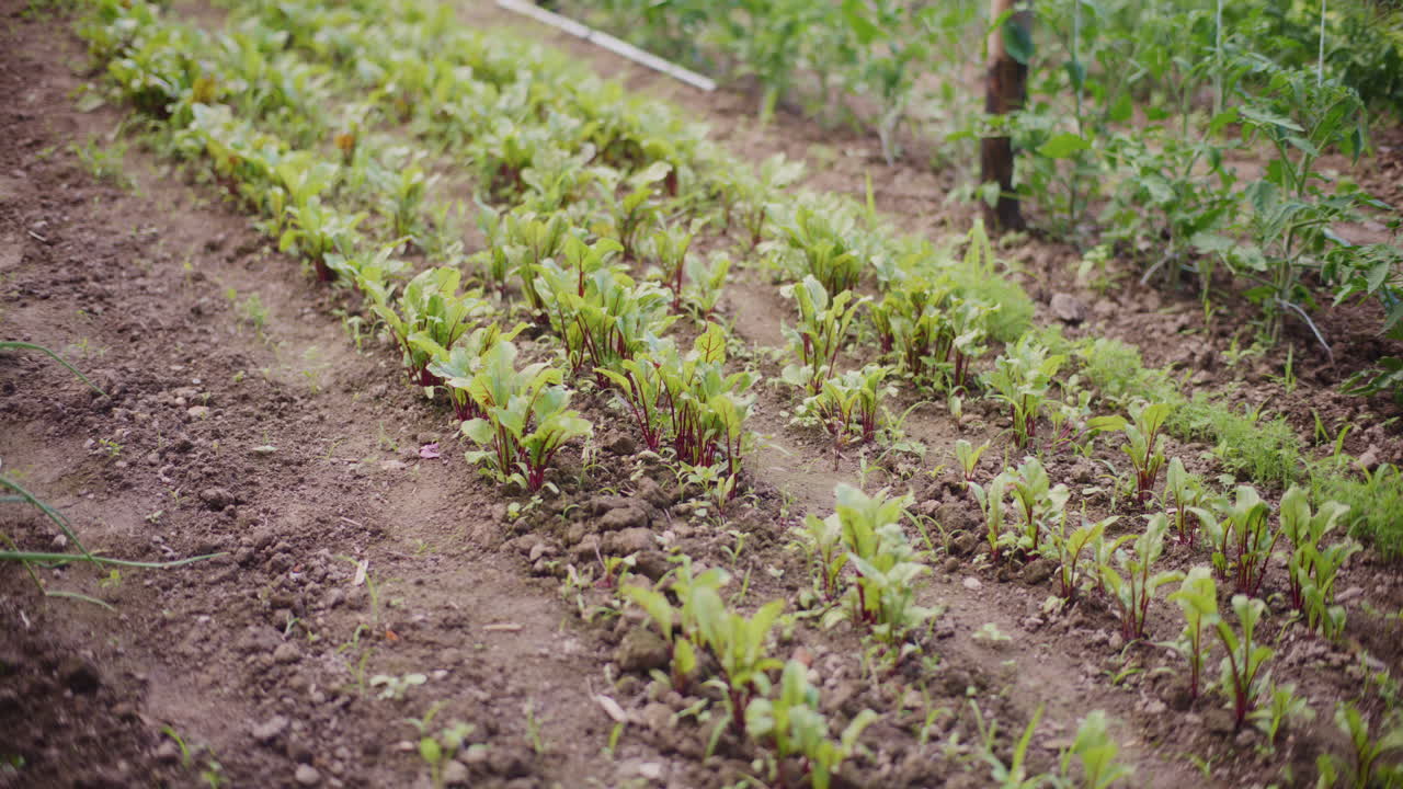cultivo de remolachas rojas jóvenes en camas, cultivo de alimentos orgánicos.