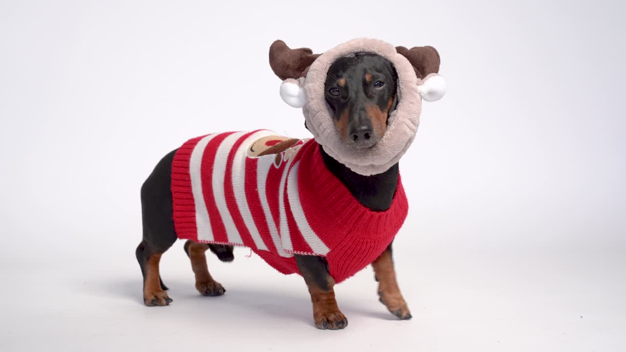 retrato de perro dachshund, negro y bronceado, vestido con suéter y cuernos de navidad rojos, aislado sobre un fondo gris