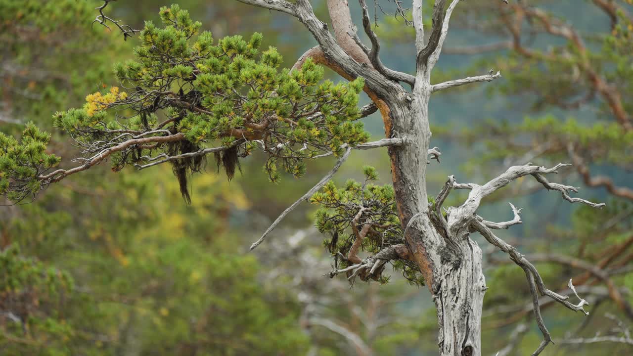 A tangle of tree branches with a silvery, weathered texture sits against a background of thick evergreen foliage, depicting the contrast between life and decay.