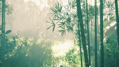 sunlight filters through bamboo trees in a serene green forest setting