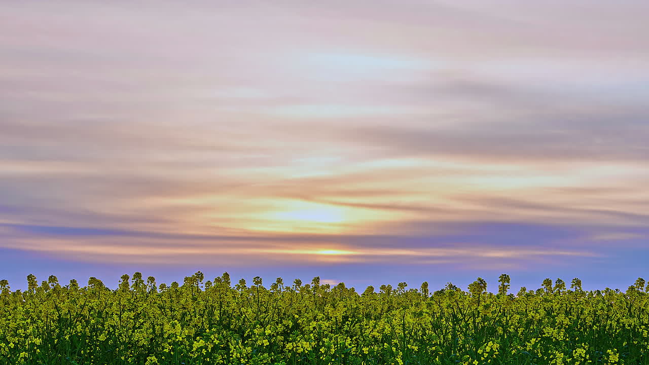 disparo deslizante hacia atrás de un cultivo con un cielo azul púrpura en el horizonte