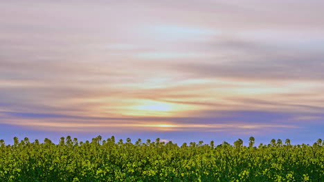 backward-sliding-shot-of-a-crop-with-a-purple-blue-sky-on-the-horizon