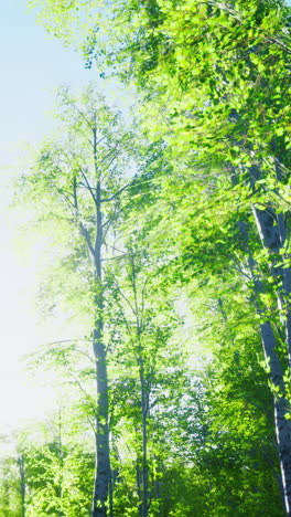 sunlight streaming through a lush green forest