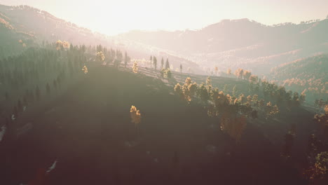 Beautiful-landscape-of-a-golden-yellow-and-green-forest