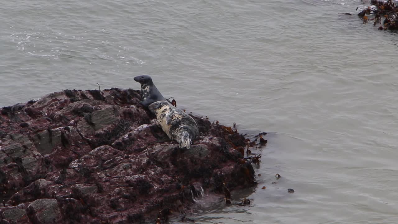 회색 바다표범, halichoerus grypus, 바위 위로 끌어내림