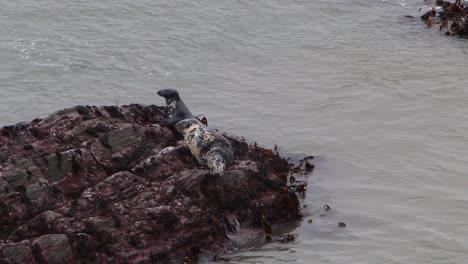 grey seals, halichoerus grypus, hauled out on rocks