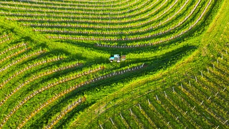 Imágenes-Aéreas-De-Drones-4k-De-Un-Tractor-Conduciendo-En-Viñedos-Durante-El-Amanecer-De-La-Mañana