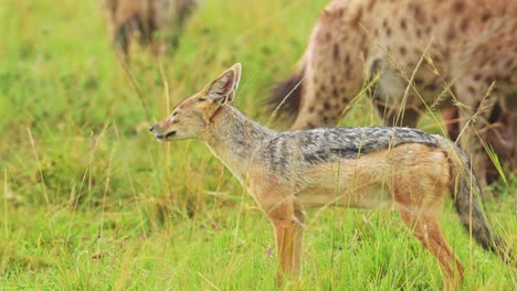 slow motion shot of jackal scavenging for a kill, running around searching for oppurtunity, hopeful african wildlife in maasai mara national reserve, kenya, africa safari animals in ecosystem